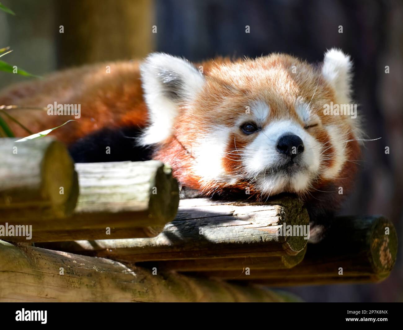 Portrait de panda rouge (Ailurus fulgens) fermant un oeil sur une structure en bois Banque D'Images