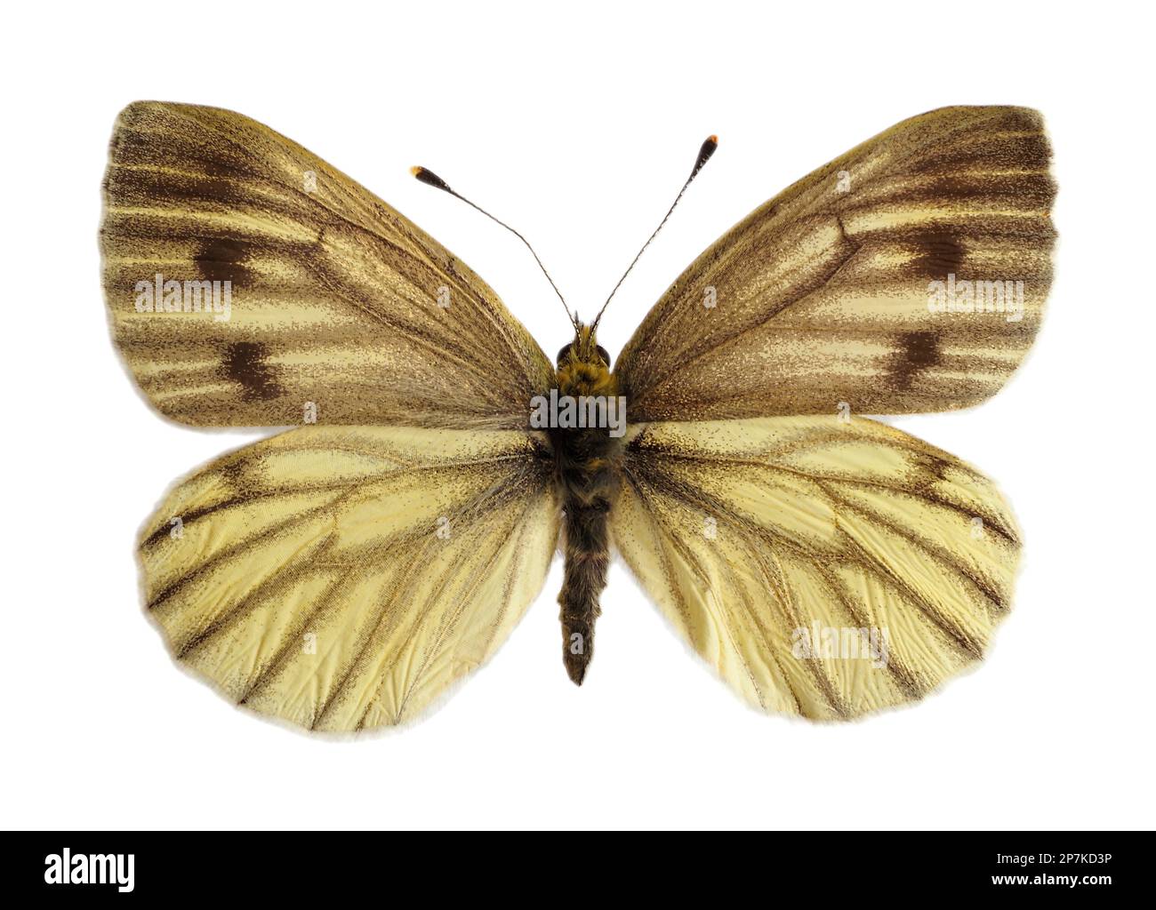 Papillon blanc à motif vert foncé (Pieris napi), ailes ouvertes et isolé sur fond blanc Banque D'Images