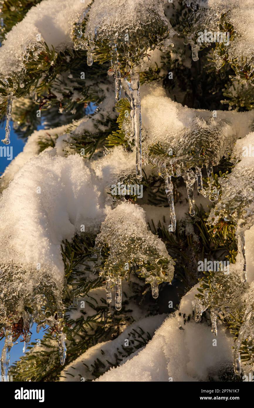 WA23219-00...WASHINGTON - fonte de la neige sous le soleil puis refondre dans l'air froid; Forêt nationale Okanogan-Wenatchee. Banque D'Images