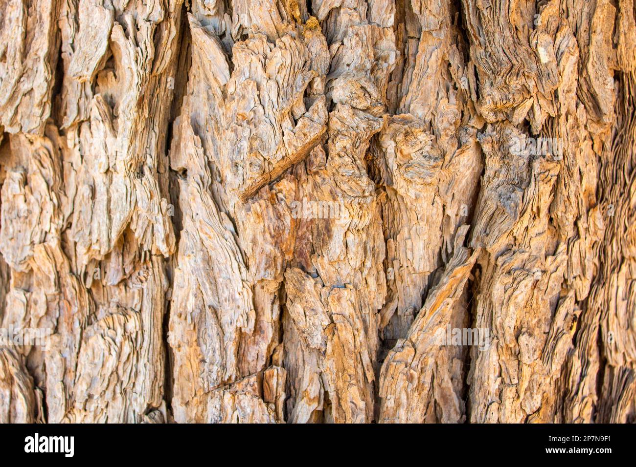 Prosopis cineraria, également connu sous le nom de tronc d'arbre ghaf dans le désert Banque D'Images