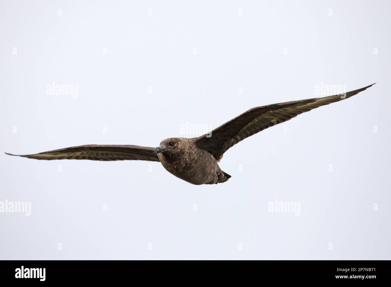 Un Skua brun, Stercorarius Antacticus, en vol au-dessus des îles Falkland. Banque D'Images