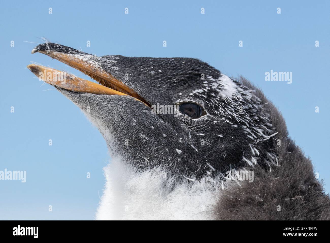 Détail gros plan de la tête d'un poussin gentoo, Pygoscelis Papouasie, dans une colonie de Yorke Bay sur les îles Falkland. Banque D'Images