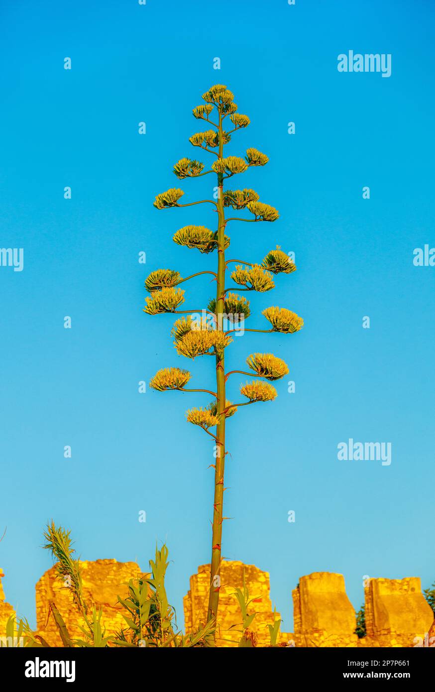 La tige droite et les fleurs jaunes vertes de l'algue contrastent avec le ciel bleu Banque D'Images