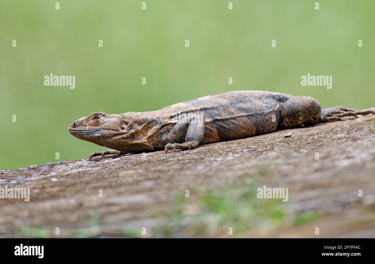 Iguanes dans la nature, Costa Rica Banque D'Images