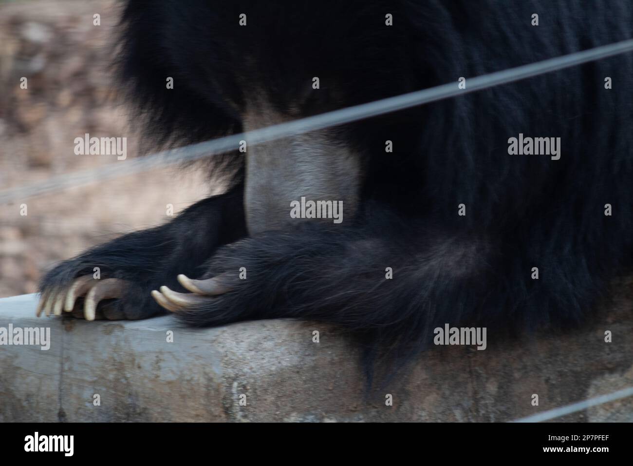 Ours indien au parc national de Bannerghatta Bangalore situé dans le zoo. Refuges de la faune sauvage de la forêt à Karnataka Inde Banque D'Images