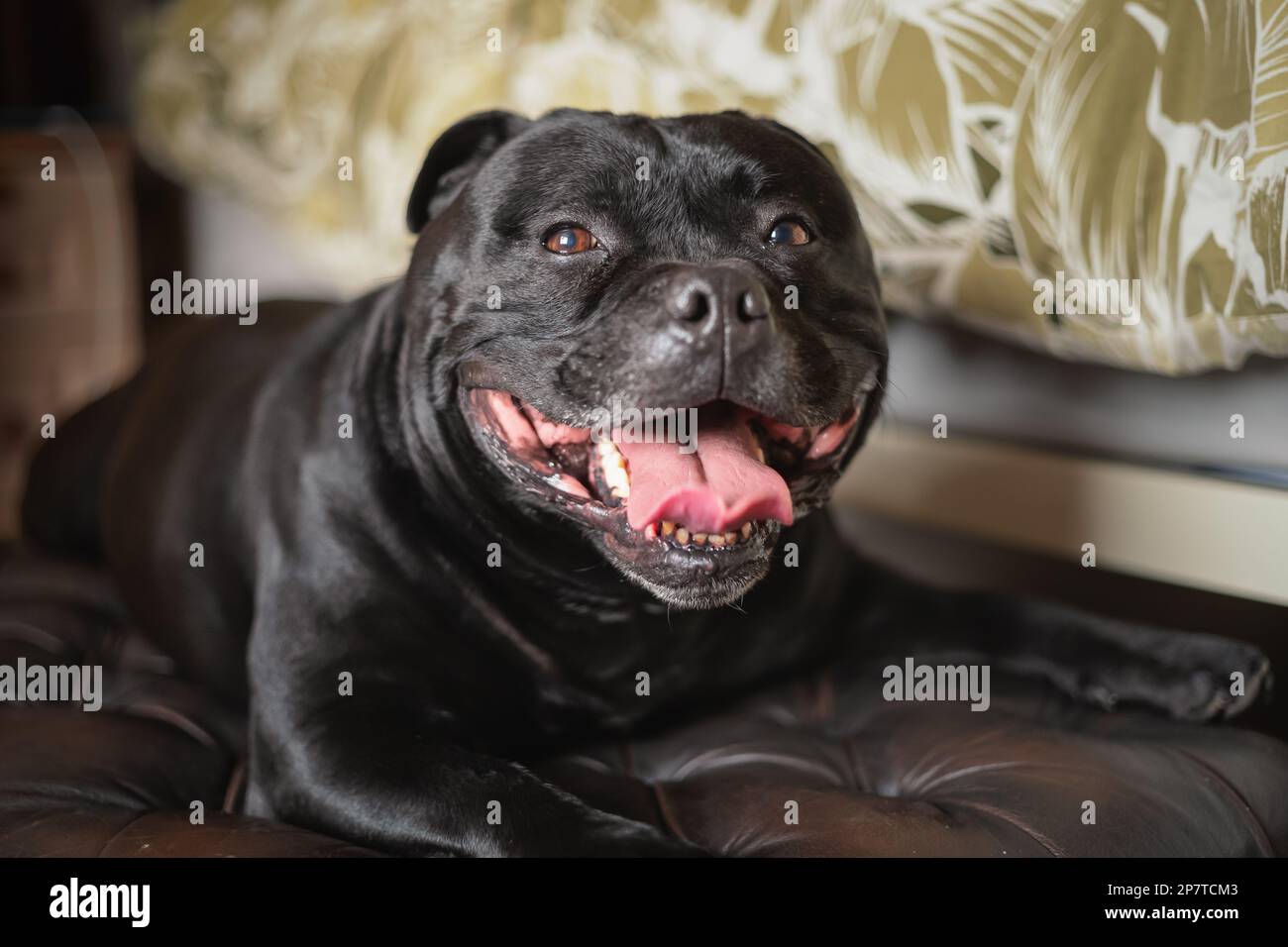 Staffordshire Bull Terrier chien couché sur un tabouret de pied en cuir à côté d'un lit. Il est souriant et heureux de regarder la caméra. Banque D'Images