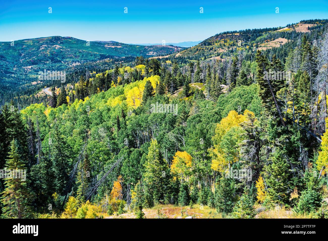 Couleurs d'automne au monument national de Cedar Breaks, Utah, États-Unis. Banque D'Images