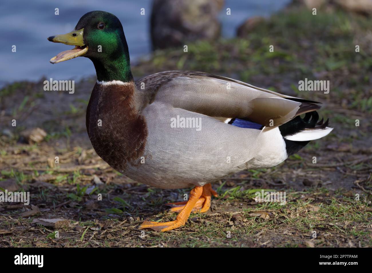 Un beau Mallard (mâle) le matin d'hiver. Le mâle est facilement identifié par sa tête verte étincelante, ses flancs gris et sa queue-boucle noire. Banque D'Images