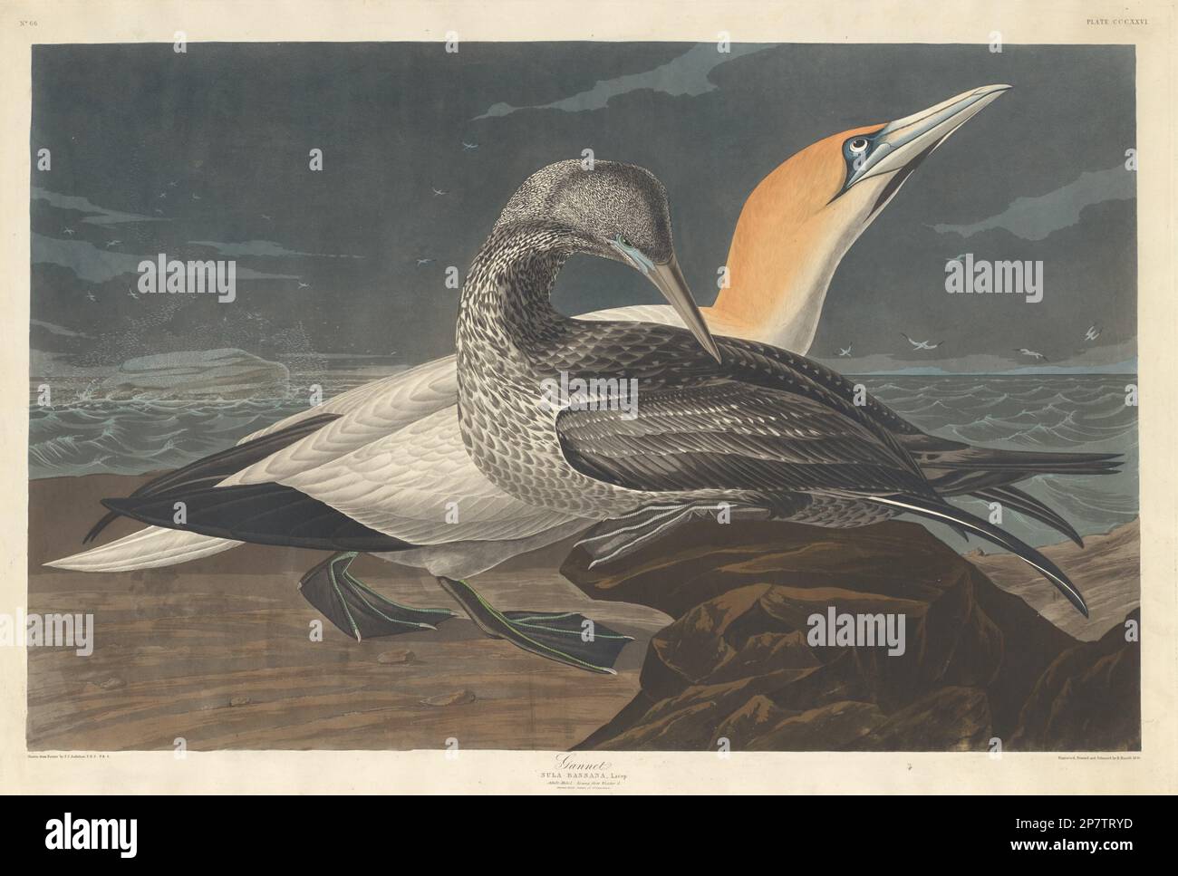 Gannet, 1836 par Robert Havell après John James Audubon Banque D'Images