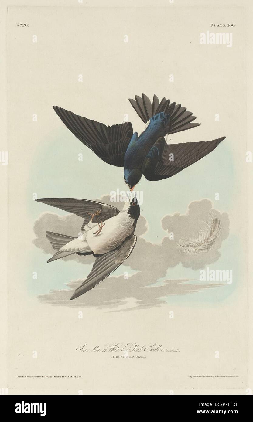 Green-blue ou White-bellied Swallow, 1830 par Robert Havell d'après John James Audubon Banque D'Images