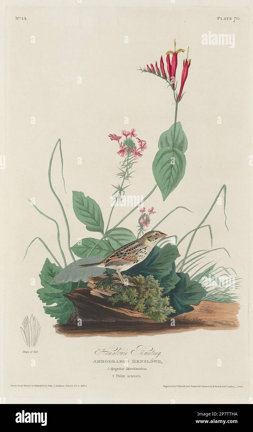 Henslow's Bunting, 1829 par Robert Havell après John James Audubon Banque D'Images