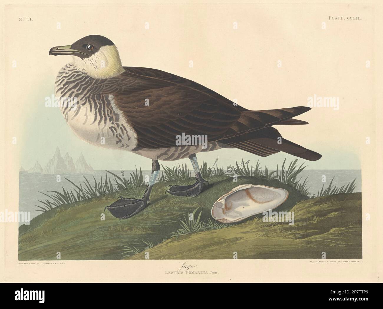 Jager, 1835 par Robert Havell après John James Audubon Banque D'Images