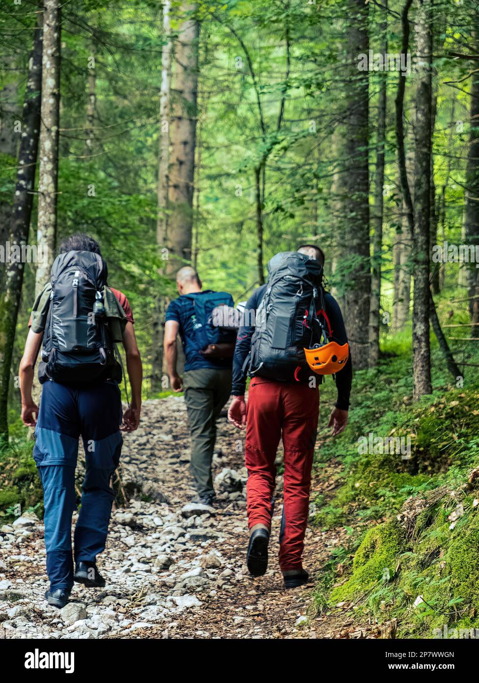 Compagnie de trois randonneurs randonnée alpinistes marchant dans la forêt Banque D'Images