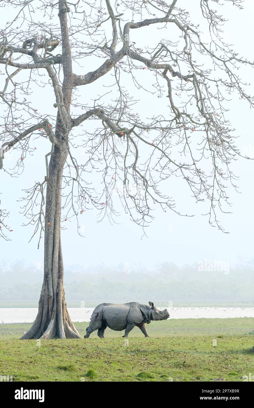 L'Indien Rhino, Rhinoceros unicornis, traverse les prairies. Derrière l'animal se trouve un grand arbre et une rivière. Parc national de Kaziranga, Assam, Inde Banque D'Images