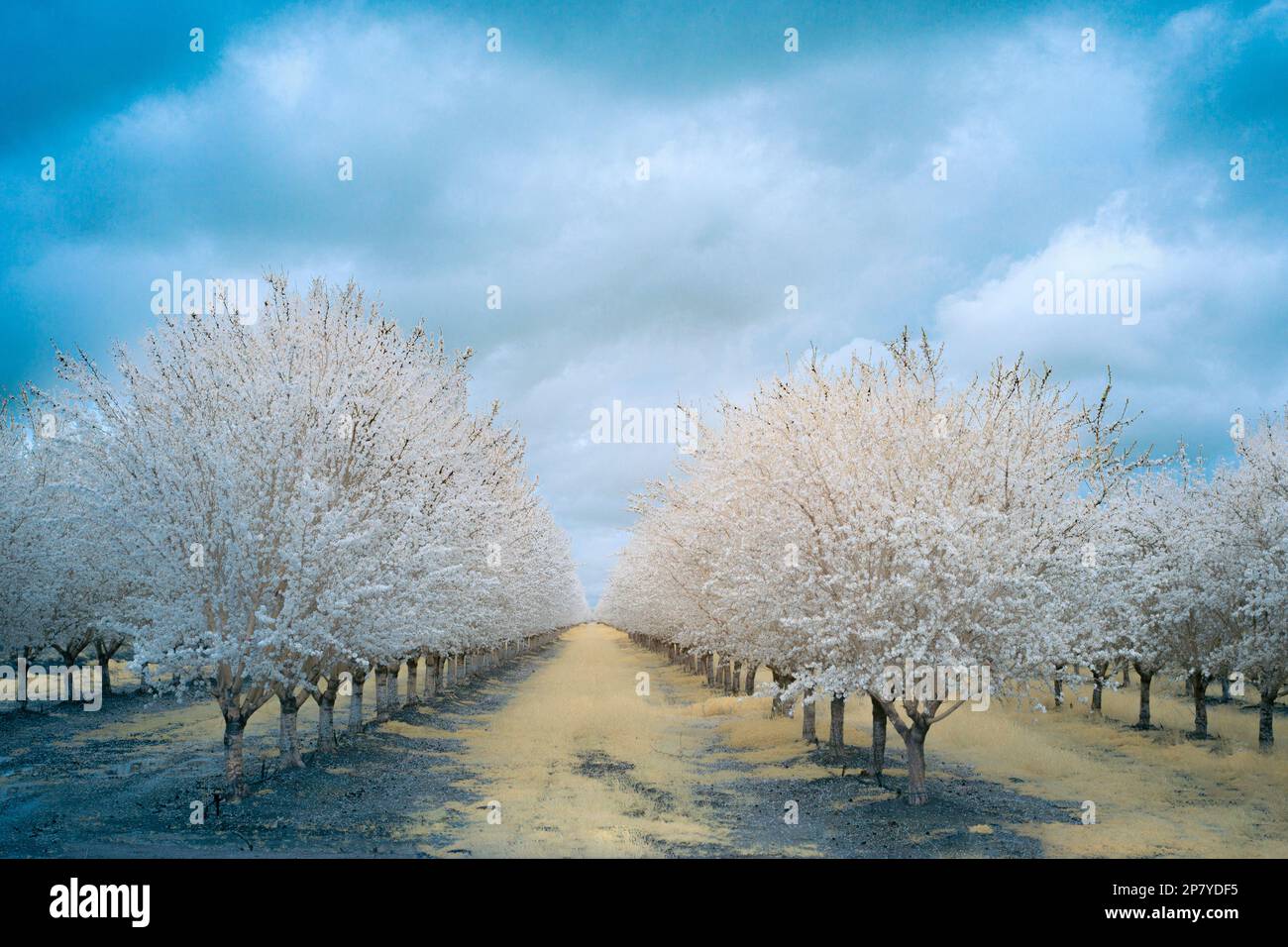 Verger d'amande en fleur - fausse couleur infrarouge - Artois California, Etats-Unis Banque D'Images
