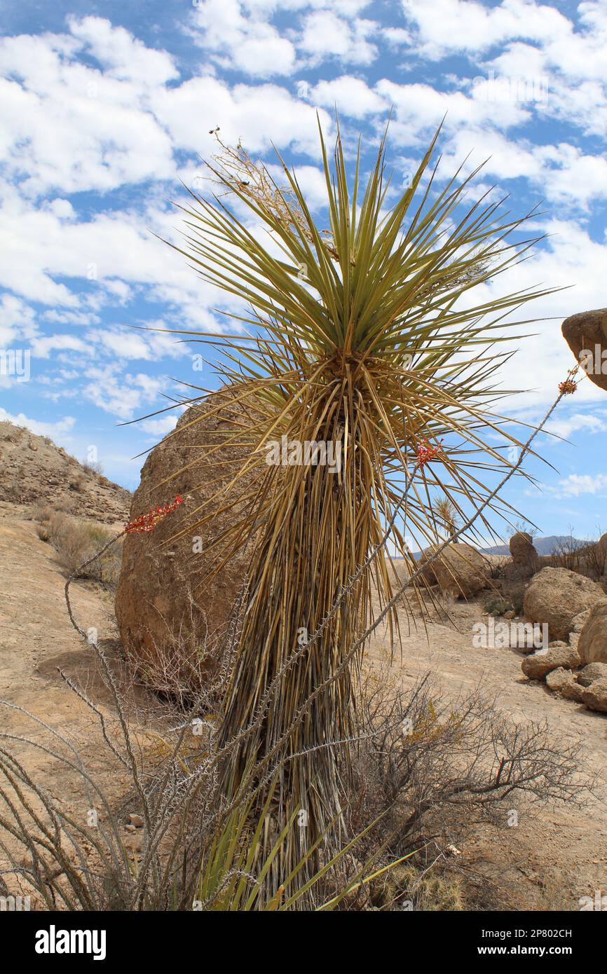 Plante de yucca bécher avec des fleurs d'ocotillo devant elle, des rochers derrière elle, avec des nuages de cirrocumulus dans le ciel au parc national de Big Bend Banque D'Images