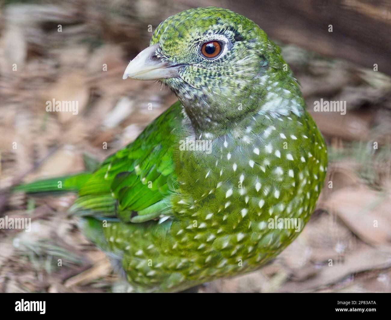 Un oiseau vert éclatant sensationnel avec des yeux étincelants et un plumage éclatant. Banque D'Images