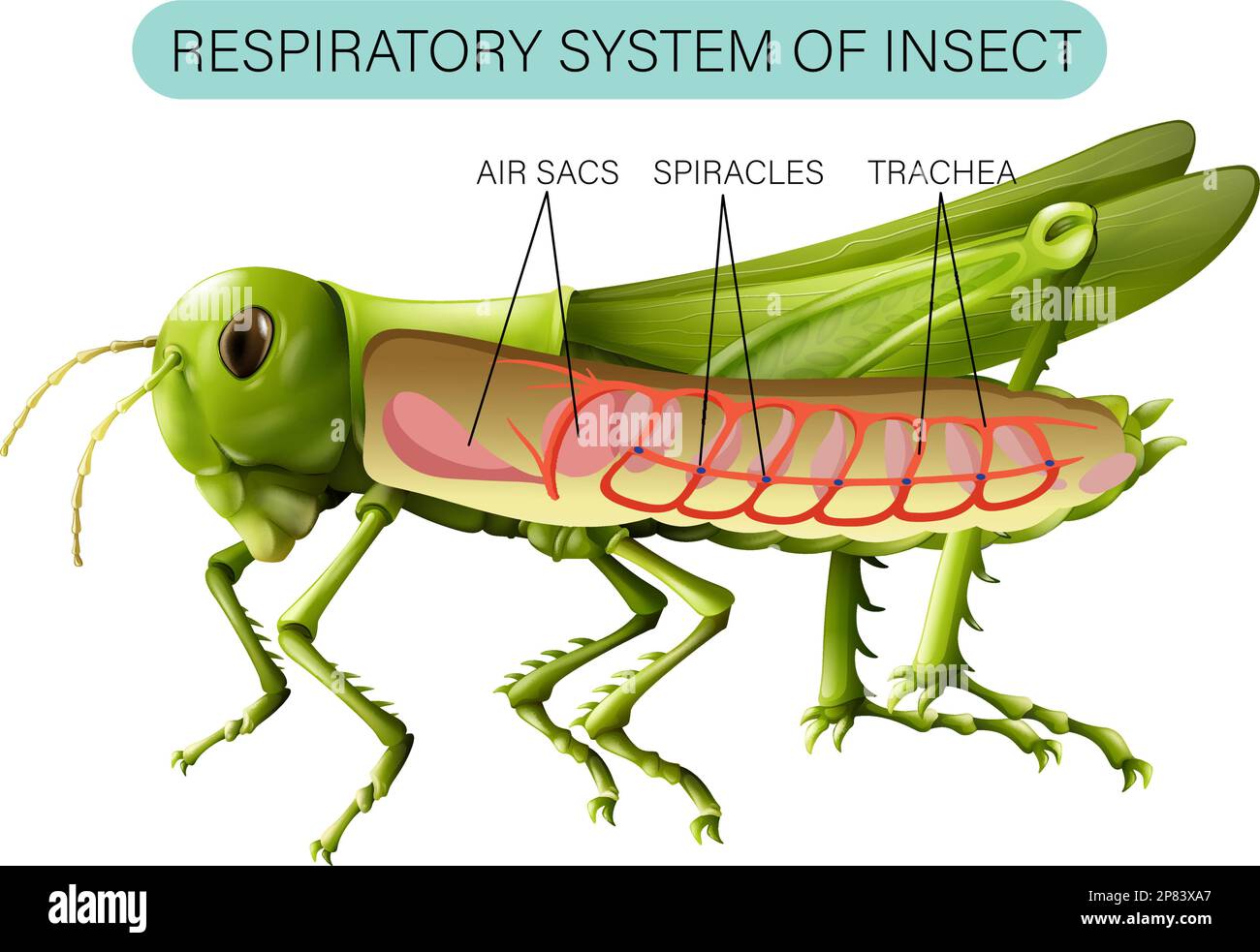 Illustration du schéma du système respiratoire d'insecte Illustration de Vecteur