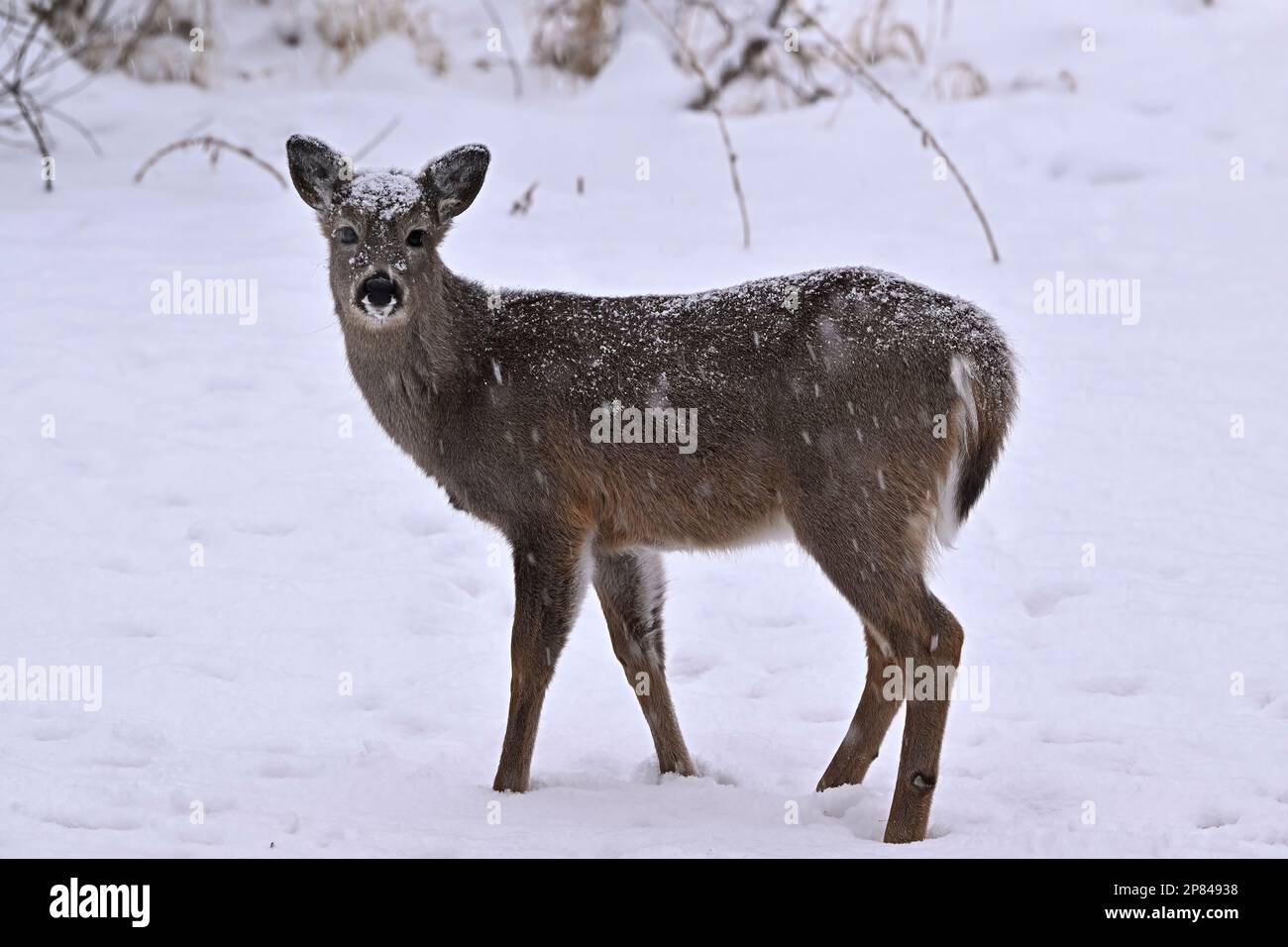 Un portrait d'un jeune cerf de Virginie, Odocoileus virginianus, debout dans la neige fraîche de son habitat boisé dans les régions rurales du Canada de l'Alberta. Banque D'Images