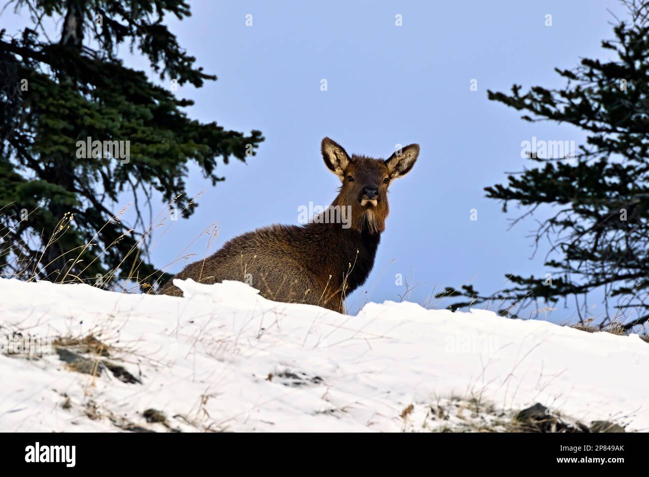 Un wapiti sauvage « Cervs elaphus », qui s'établit sur le sommet d'une colline enneigée dans les régions rurales du Canada de l'Alberta. Banque D'Images