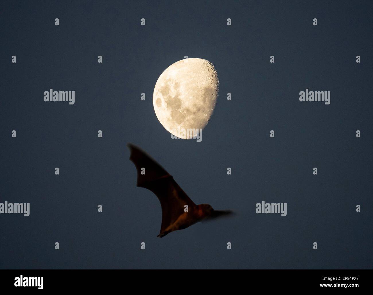 Batte survolant la lune. Banque D'Images