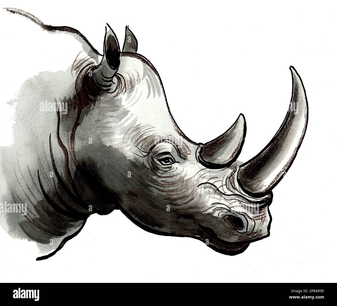 Tête de rhinocéros. Dessin à l'encre et aquarelle Banque D'Images