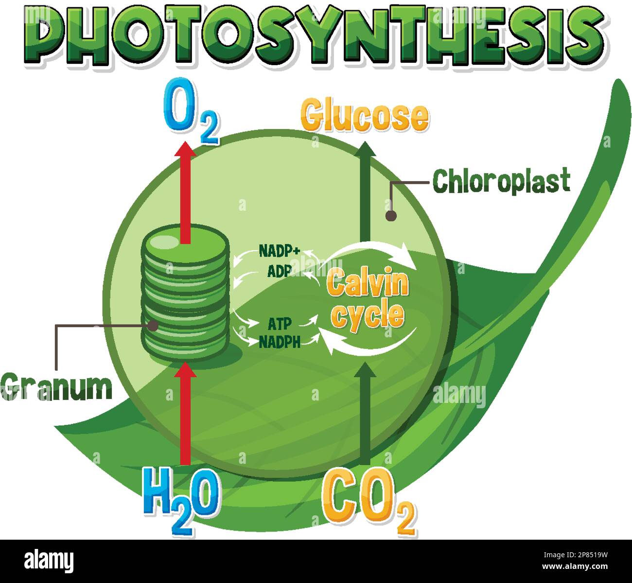 Diagramme de la photosynthèse pour illustration de l'enseignement de la biologie et des sciences de la vie Illustration de Vecteur