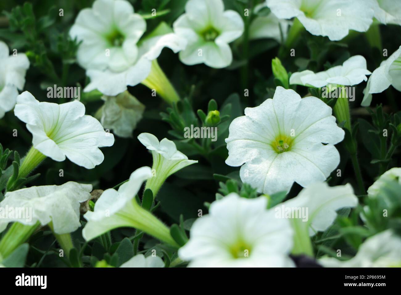 Petunia Easy wave couleur blanc fleur magnifique sur fond flou de la nature Banque D'Images