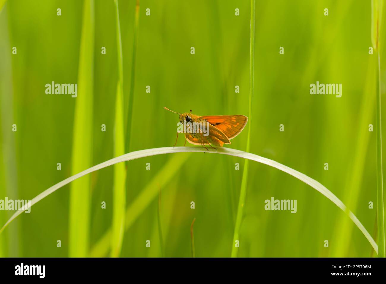 Petit skipper sur l'herbe Banque D'Images