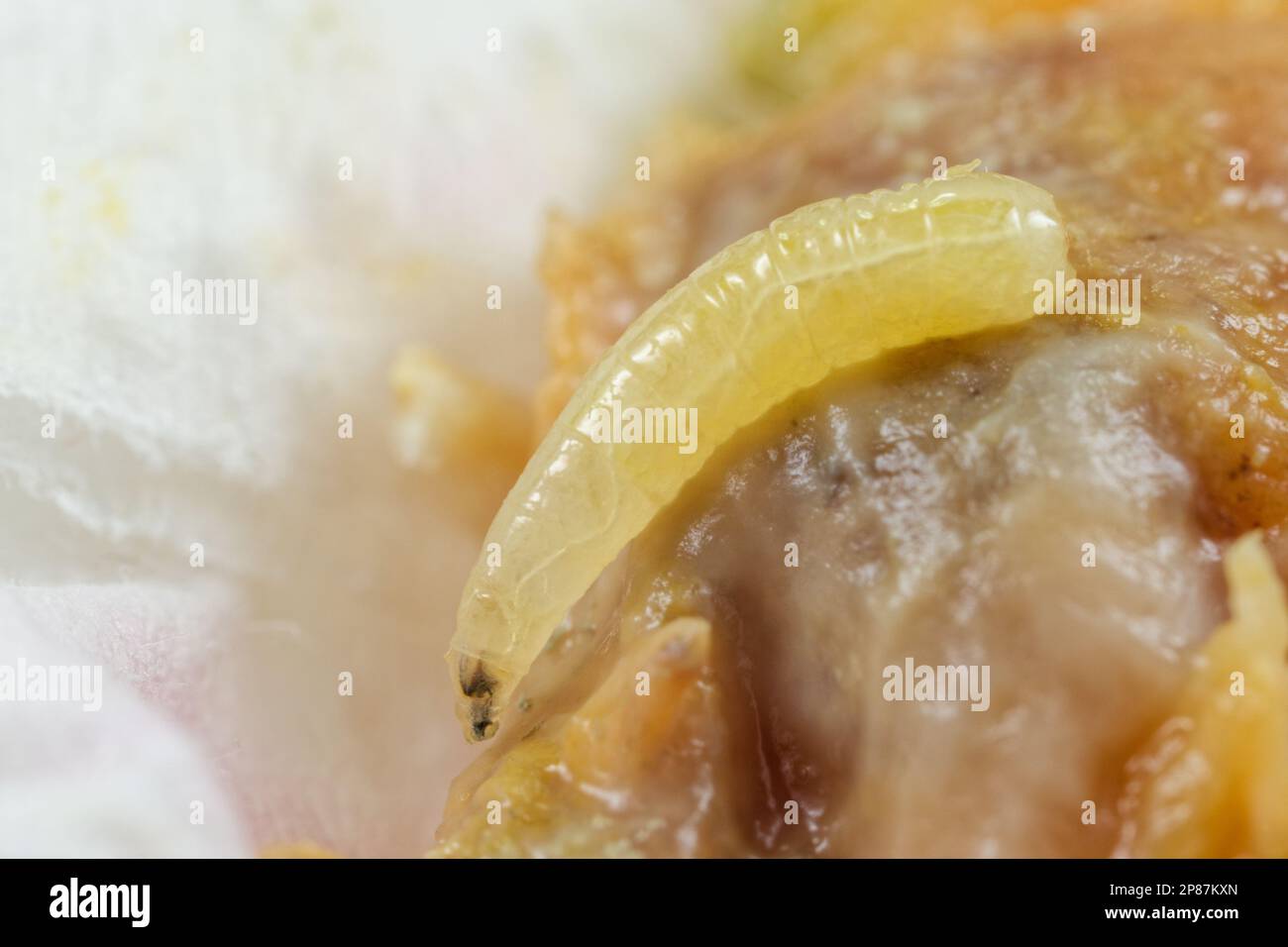 Larves de mouches des fruits méditerranéennes (Ceratitis capitata) Banque D'Images