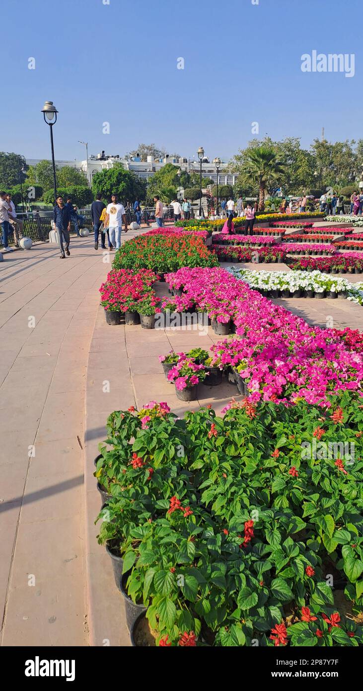 Des fleurs de printemps colorées fleurissent à Central Park, Connaught place, New Delhi, Inde Banque D'Images