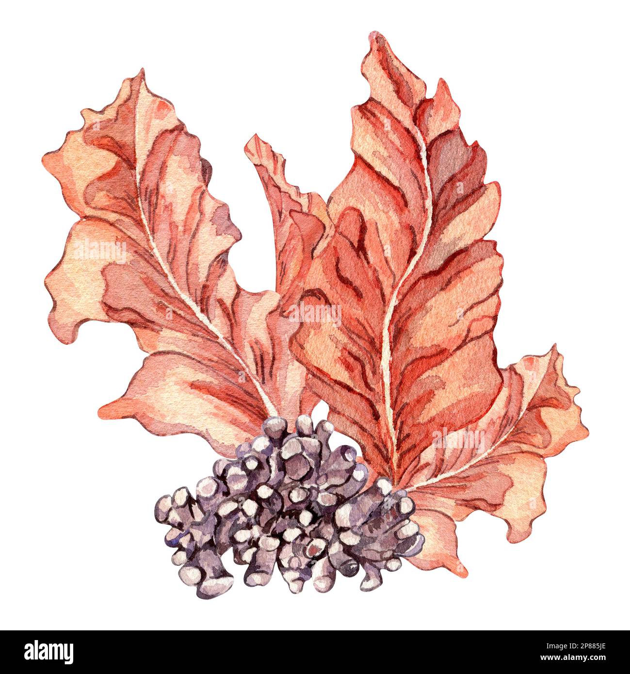 Composition des plantes marines roses aquarelle illustration isolée sur blanc. Feuilles de porphyra rouge, algues roses, corail violet dessinés à la main. Elément de conception f Banque D'Images