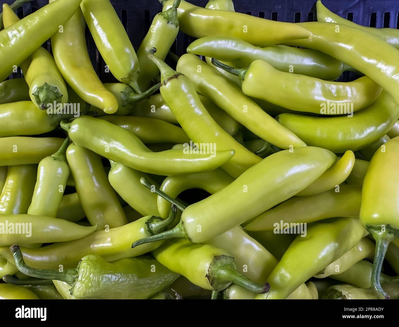 Milagai (Banana Peppers) à vendre sur un marché de produits frais. Le piment doux est généralement utilisé pour faire une collation épicée appelée Milagai Bajji, Banque D'Images