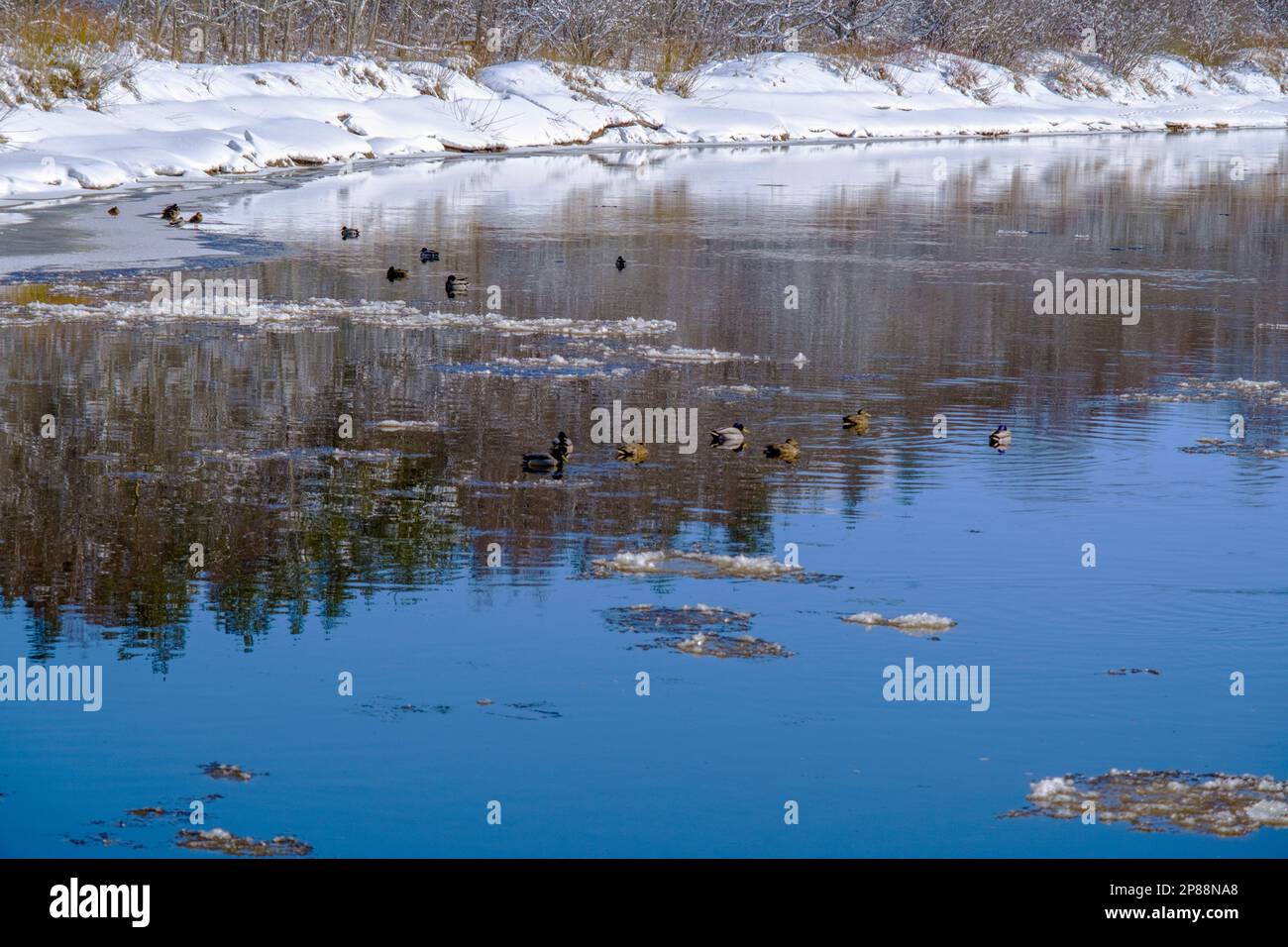 Gauja en premier plan, une belle journée de printemps en Lettonie. La plus longue rivière de Lettonie Banque D'Images