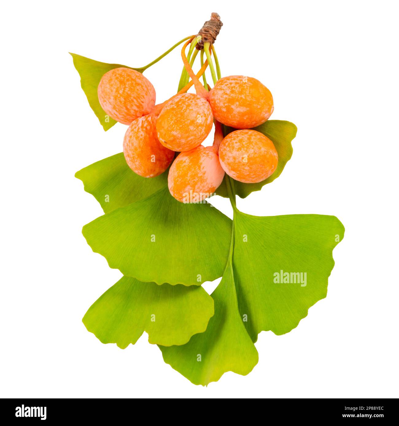 Les fruits jaunes mûrs et les feuilles vertes du Ginkgo biloba sont isolés sur fond blanc. Banque D'Images