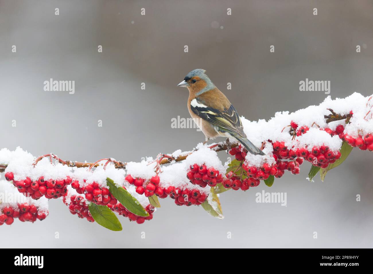 Coelebs communs de fringilla, mâle adulte perchée sur une branche de cotonoaster enneigée, Suffolk, Angleterre, mars Banque D'Images