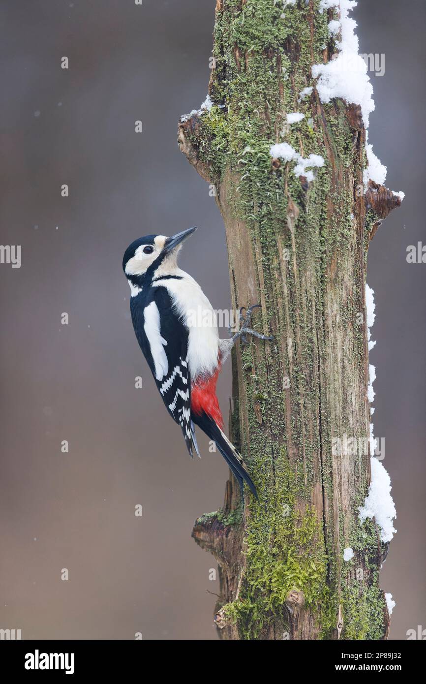 Grand pic à pois Dendrocopos Major, femelle adulte perchée sur un tronc recouvert de neige, Suffolk, Angleterre, mars Banque D'Images