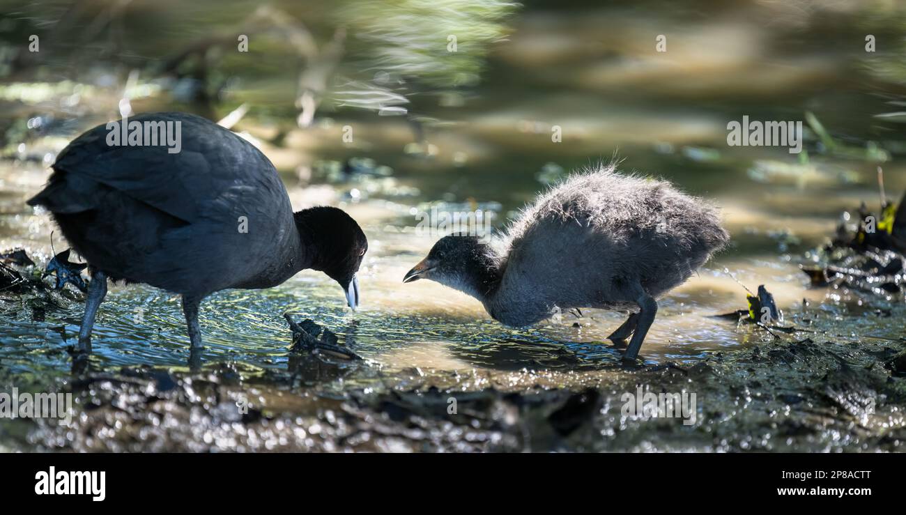 Une mère australienne qui nourrit son bébé cuist dans le parc Western Springs, Auckland. Banque D'Images