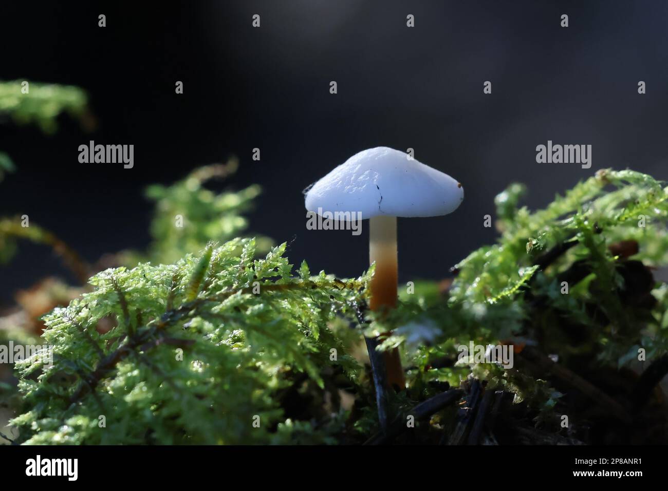 Strobilurus esculentus, connu sous le nom de calotte de sprucecone, champignon sauvage de Finlande Banque D'Images