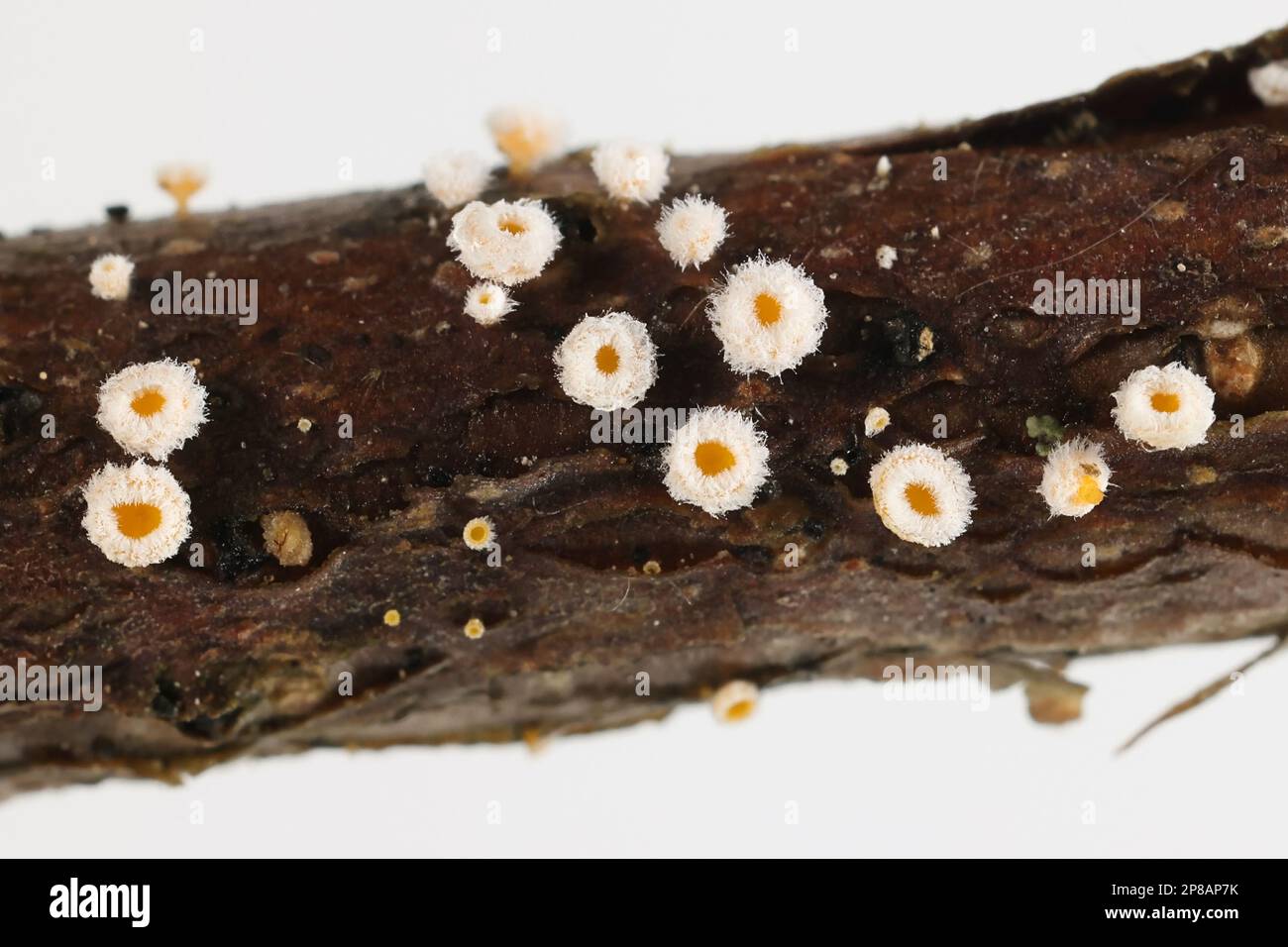 Lachnum bicolor, aussi appelé Capitotricha bicolor, un sdicomycète de Finlande, pas de nom anglais commun Banque D'Images