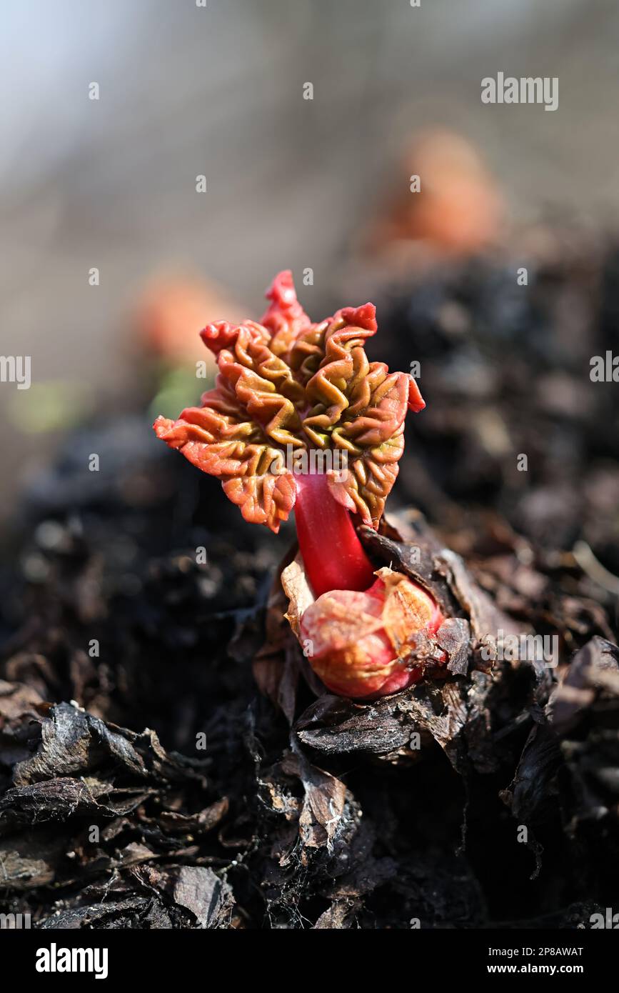 Rhubarbe, nouvelles feuilles rouges au début du printemps Banque D'Images