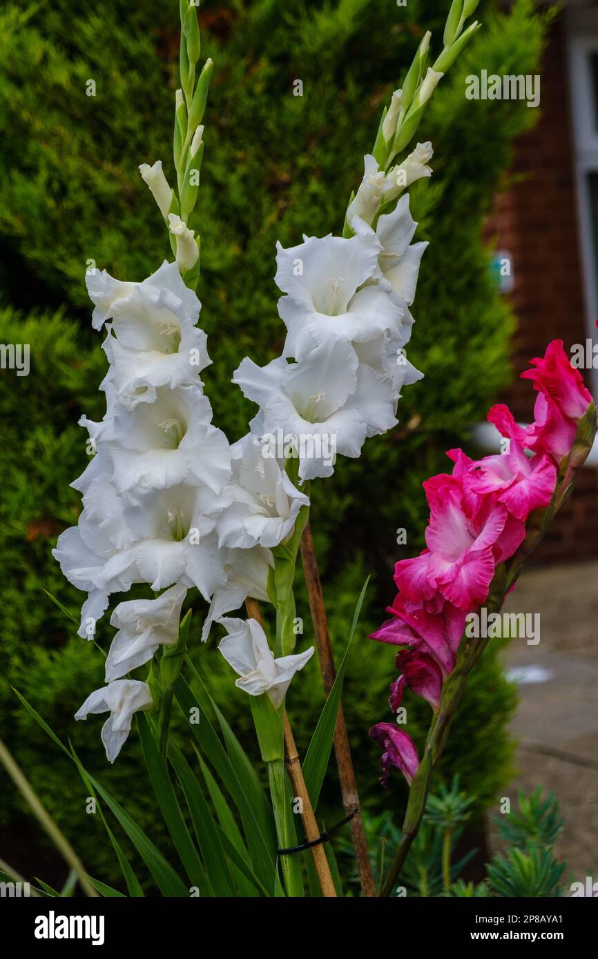 Détail des fleurs gladioli blanches et rouges, également connues sous le nom de nénuphars avec des feuilles ressemblant à une épée et des pointes de fleurs verticales. Banque D'Images