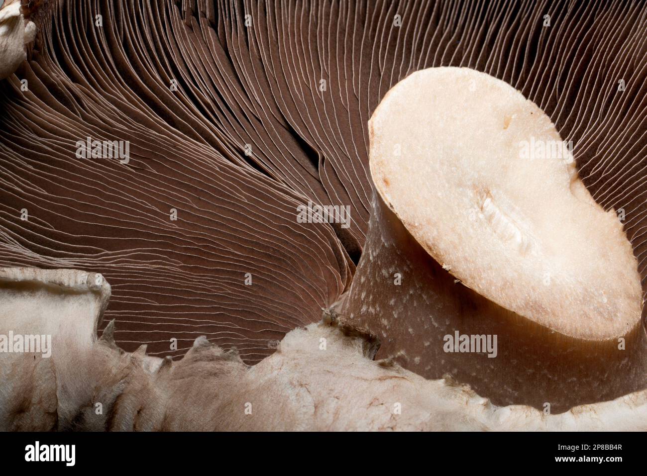 Salle de champignons de champ - gros plan des branchies en dessous Banque D'Images