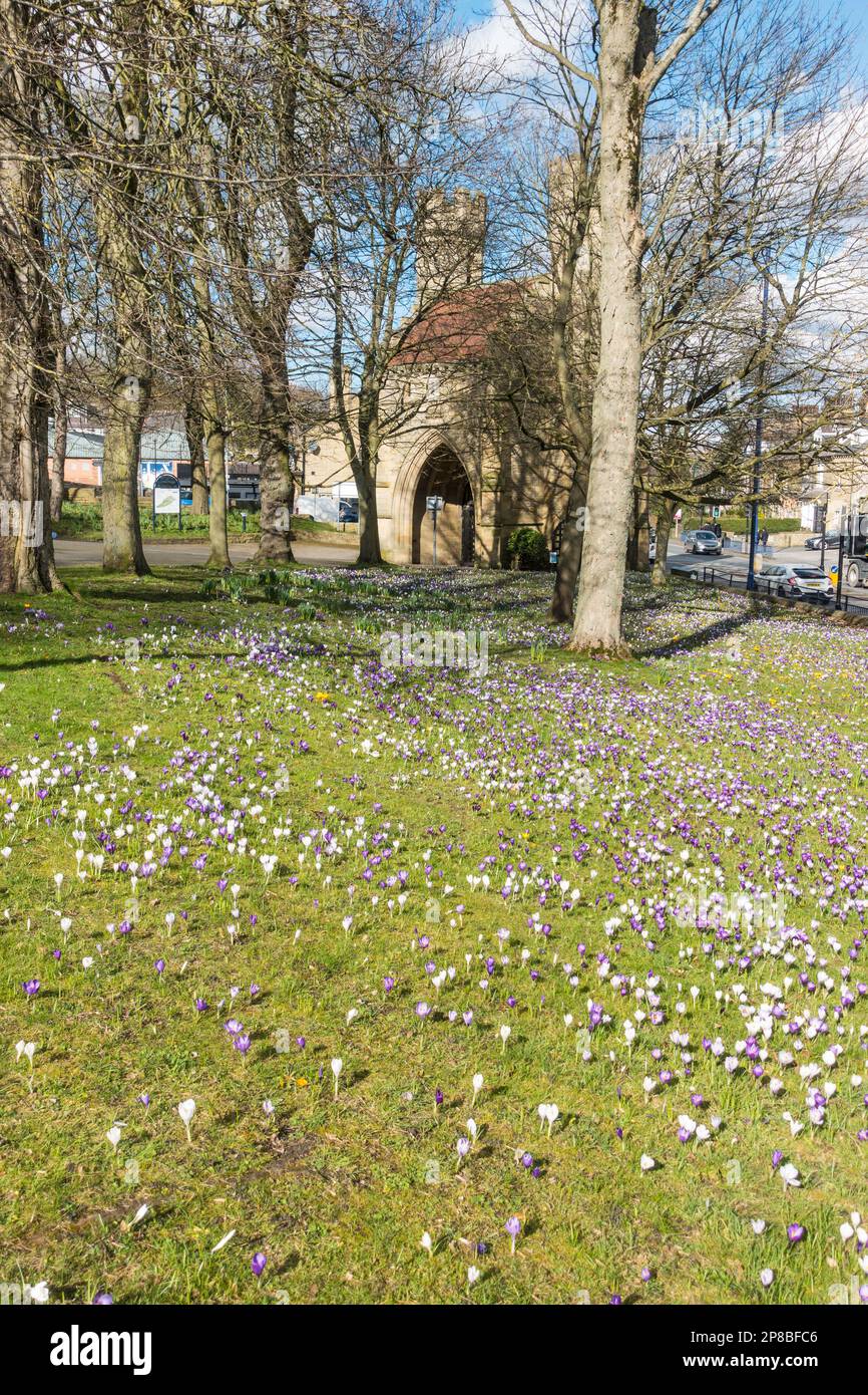 Fleurs printanières en pleine floraison à Lister Park, Bradford, West Yorkshire, Angleterre, Royaume-Uni Banque D'Images