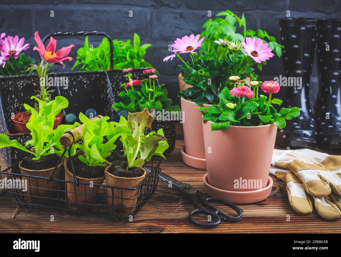 Printemps - concept de placage et de jardinage, plantules, plantes et pots de fleurs Banque D'Images