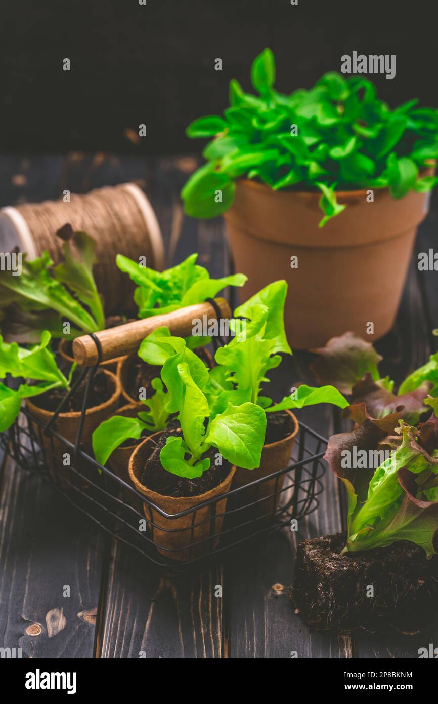 Printemps - concept de placage et de jardinage, plantules, plantes et pots de fleurs Banque D'Images