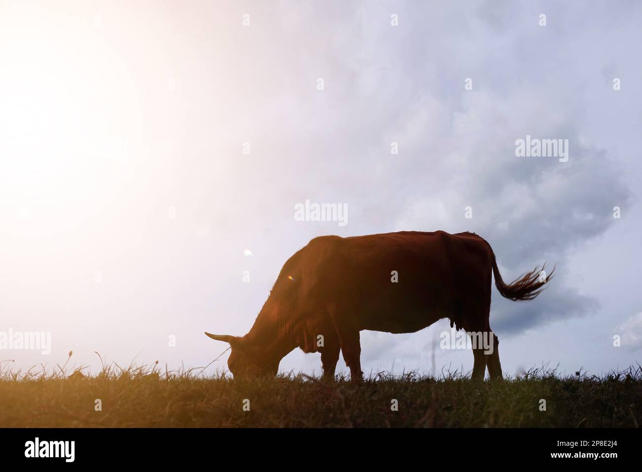 silhouette de vache dans la prairie avec fond de coucher de soleil Banque D'Images