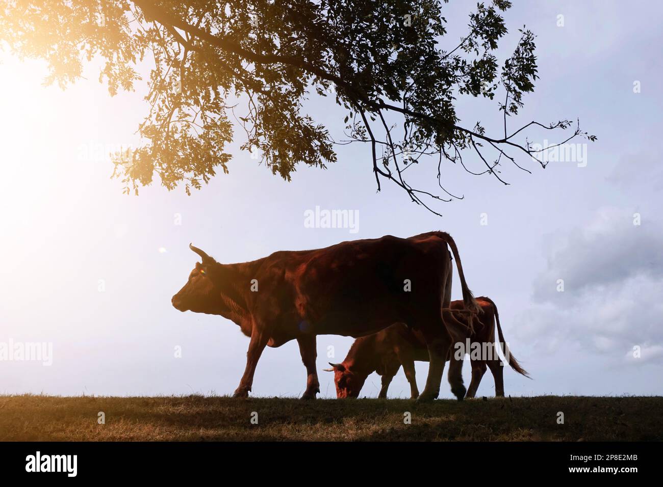 silhouette de vache dans la prairie avec fond de coucher de soleil Banque D'Images