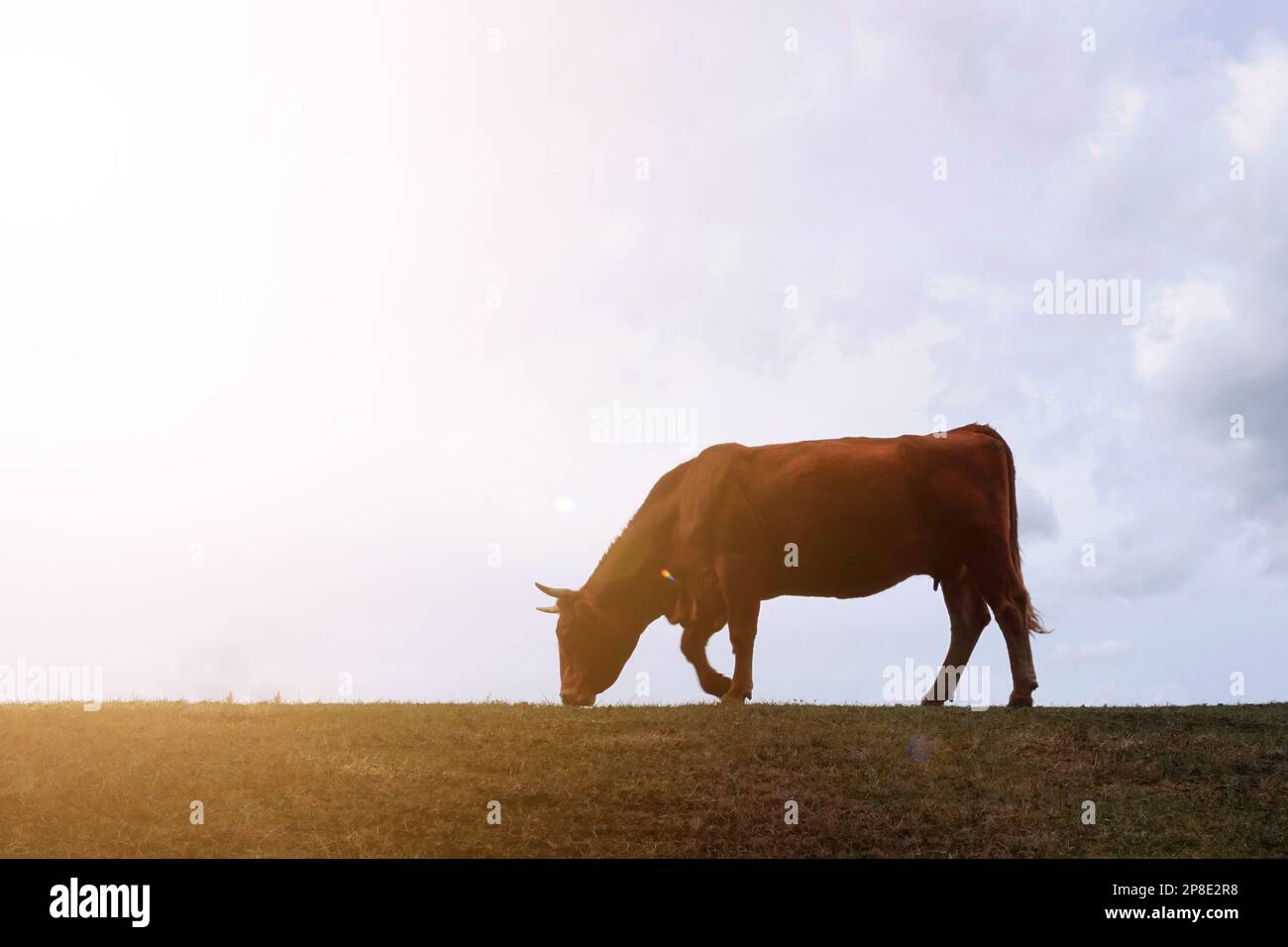 silhouette de vache dans la prairie avec fond de coucher de soleil Banque D'Images