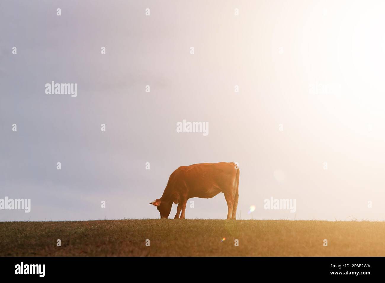 silhouette de vache dans la prairie avec fond de coucher de soleil Banque D'Images